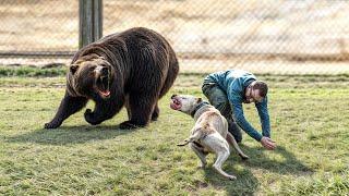 Hero Animals That Saved Human Lives