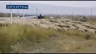 Байыс Кара Ертис