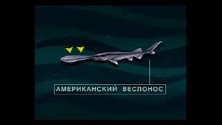 Какие виды из отряда Осетрообразные (Acipenseriformes) являются популярными объектами аквакультуры ?