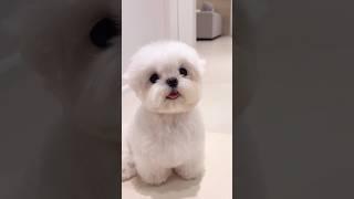 눈물나게 귀여운 티티의 리즈시절 #미소아라tt