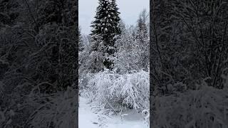 snow good morning winter
