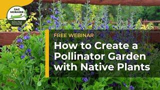 How to Create a Pollinator Garden with Native Plants