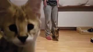 Best serval kitten play ever