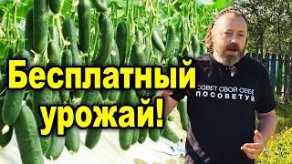 Огромный урожай огурцов с одного куста совершенно бесплатно и легко! И даже без дорогих удобрений.