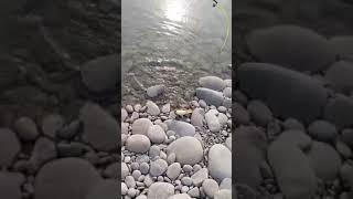 Fish hunting in river indus #fishing #cooking #fishingtrip #fishinglife #IndusRiver #fishingdaily#