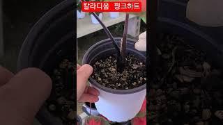 #은혜화훼판매장 #칼라디움 핑크하트