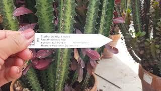 Buying some plant in ESBEN SHADES GARDEN  CENTER in AMISH COUNTRY in LANCASTER COUNTY  PENNSYLVANIA