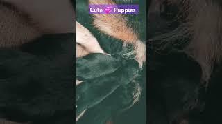 #dog #puppies #germanshepherd#dog#video #doglover #music  #cute #video #breed #puppy #viralvideo