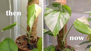 Variegated Monstera Aerial Roots in Water | 3 Months Later