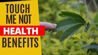 The Health Benefits of the Touch-Me-Not Plant | MIMOSA PUDICA | MAKAHIYA | SHAME PLANT | SHY PLANT