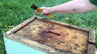 August 5 Hive Inspection with Linda Tillman