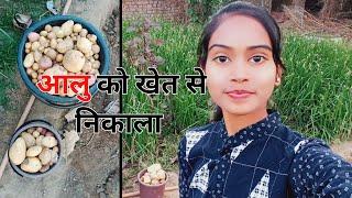 आलू को खेत से निकाला •  Tulsi Dewangan Vlogs ️