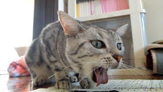 コッソリ食べてしまった...衝撃的すぎる猫 -Yuck !! but once more...Too Scary Face cat