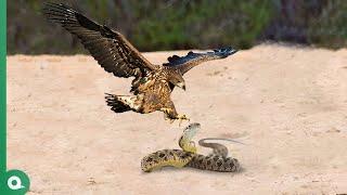 This Stupid Hawk Attacked the Wrong Snake..It Paid Its Life