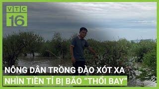 Nông dân trồng đào xót xa nhìn tiền tỉ bị bão “thổi bay” | VTC16