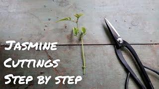 How to Propagate White Jasmine from Cuttings ~ STEP-BY-STEP ~ Jasminum polyanthum