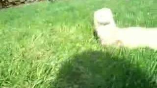 Ferret noise, garden