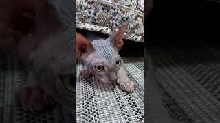 #сфинкс Рамзес