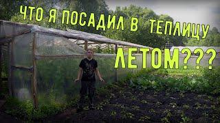 ТЕПЛИЧНЫЙ БИЗНЕС С НУЛЯ!! ЧТО Я ПОСАДИЛ В ТЕПЛИЦУ ЛЕТОМ???