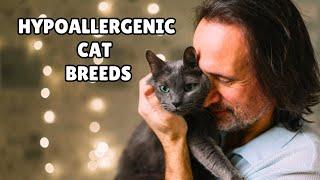 Best Hypoallergenic Cat Breeds for People With Allergies | Hypoallergenic Cats 2023