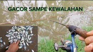 SPOT KEMARIN TETAP GACOR ‼️ PENUH DENGAN SABARAN PLUNG NYOT #fishing #mancing #pinarachyfishing