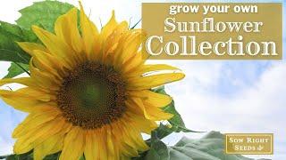 Sow Right Seeds | Sunflower Garden Seed Collection