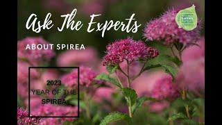 Ask the Experts about Spirea - a great shrub for your landscape