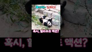 루이야 좀 심하다#루이바오 #후이바오 #아이바오