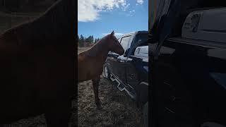 Horse Confused by His Own Reflection in Truck Window