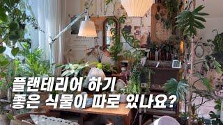 플랜테리어 하기 좋은 식물의 유형과 종류 식물 구입전에 꼭 한번 보세요~