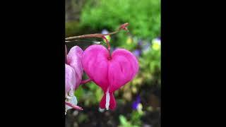 Méditation du coeur