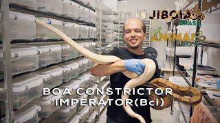 Boa constrictor imperator (Bci)