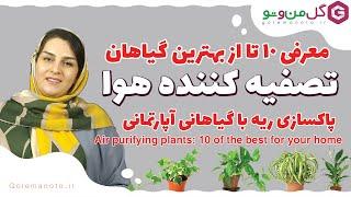 بهترین گیاهان تصفیه کننده هوا را بشناسید - تصفیه و اکسیژن تازه - air purifying plants