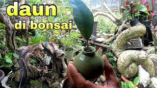 ANEH ...Penjual Bahan Bonsai Langka Dan Unik