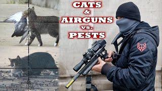 Shoot Pests, Feed the Cats: with the GK1 Carbine and Themys