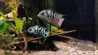 Amatilania sp. "Honduran Red Point"  : couple et alevins