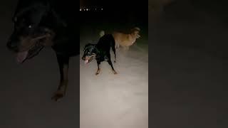 dogs  in playing bich #dog #surprise #top