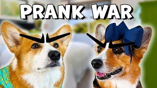 CORGI PRANK WAR | Hammy & Olivia Compilation