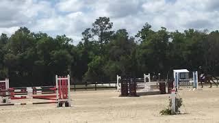 Harry Cotter Show Jumping