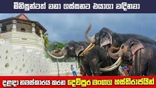 දළදා නමස්කාරය කරන දෙව්පුර ගජරජවරු 2024|Tame tuskers are worshiping sri dalada maligawa 2024