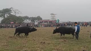 Indian buffalo fight...  bht Val akhon juj ... 