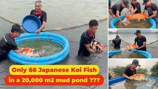 High quality 80cm Jumbo Koi Fish at Quhaku Koi Farm