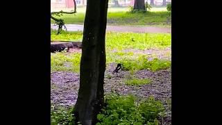 Magpie’s Rainy Factknown to play n enjoy on wet grass during rainfall️#asmr #nature