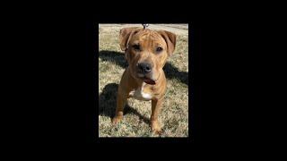 Hager Kennels Hunter #APBT Like, Comment, & Subscribe!  6 month pup getting some exercise.