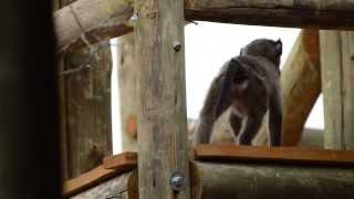 Baby baboon steals muffin wrapper || Naankuse (KIMI)