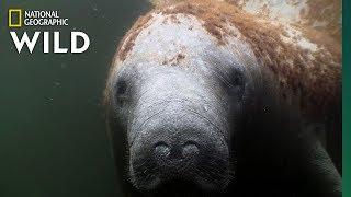 Manatees Are the "Sea Cows" of the Coasts | Nat Geo Wild