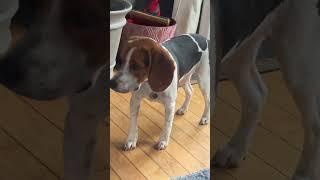 Bad service. Beagle boy talks with eyes and has attitudes