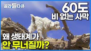 적막만 흐르는 극한의 환경 고비 사막. 물도 식물도 없는데 대체 왜 생태계가 유지될까?│몽골 유목민│자연 다큐│다큐프라임│#골라듄다큐