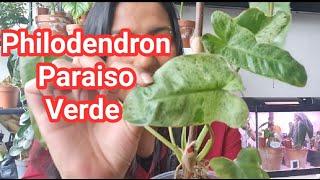 Vary Rare Philodendron Paraiso Verde Unboxing, Price & Care -Ruby's Plants