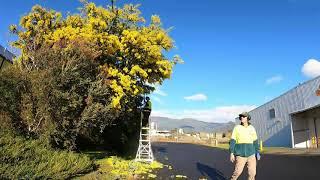 Insane Haircut for a Commercial Property | Tree Lopping & Pruning